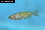 melanotaenia eachamensis melanotaenia eachamensis