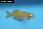 melanotaenia eachamensis melanotaenia eachamensis
