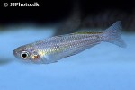 melanotaenia garylangei melanotaenia garylangei