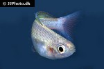 melanotaenia garylangei melanotaenia garylangei