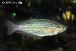 melanotaenia garylangei melanotaenia garylangei