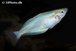 melanotaenia goldiei aru2 melanotaenia goldiei aru2