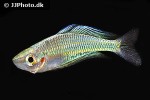 melanotaenia goldiei aru2 melanotaenia goldiei aru2