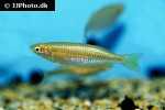 melanotaenia gracilis melanotaenia gracilis