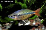melanotaenia herbertaxelrodi melanotaenia herbertaxelrodi