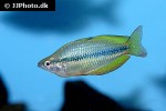 melanotaenia herbertaxelrodi melanotaenia herbertaxelrodi