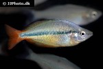 melanotaenia herbertaxelrodi melanotaenia herbertaxelrodi