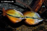 melanotaenia herbertaxelrodi melanotaenia herbertaxelrodi