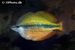 melanotaenia herbertaxelrodi melanotaenia herbertaxelrodi