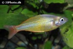 melanotaenia herbertaxelrodi gold melanotaenia herbertaxelrodi gold