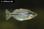melanotaenia kamaka melanotaenia kamaka