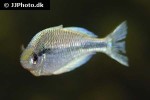 melanotaenia kamaka melanotaenia kamaka
