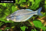 melanotaenia kamaka melanotaenia kamaka