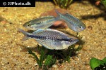 melanotaenia kamaka melanotaenia kamaka