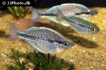 melanotaenia kamaka melanotaenia kamaka
