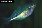 melanotaenia lacustris melanotaenia lacustris