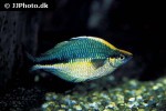 melanotaenia lacustris melanotaenia lacustris