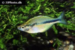 melanotaenia lacustris melanotaenia lacustris