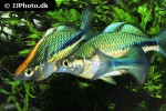 melanotaenia lacustris melanotaenia lacustris