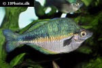 melanotaenia lacustris melanotaenia lacustris