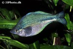 melanotaenia lacustris melanotaenia lacustris