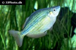 melanotaenia lacustris melanotaenia lacustris