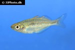melanotaenia lacustris melanotaenia lacustris