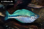 melanotaenia lacustris melanotaenia lacustris