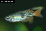melanotaenia maccullochi melanotaenia maccullochi