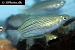 melanotaenia maccullochi melanotaenia maccullochi