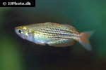 melanotaenia maccullochi melanotaenia maccullochi