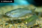 melanotaenia maccullochi melanotaenia maccullochi