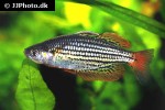 melanotaenia maccullochi melanotaenia maccullochi