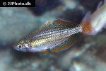 melanotaenia maccullochi melanotaenia maccullochi