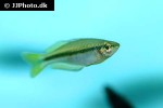 melanotaenia nigrans melanotaenia nigrans