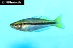 melanotaenia nigrans melanotaenia nigrans
