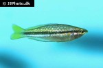 melanotaenia nigrans melanotaenia nigrans
