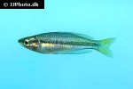 melanotaenia nigrans melanotaenia nigrans