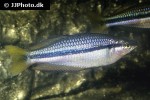 melanotaenia nigrans melanotaenia nigrans
