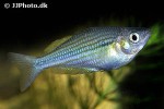 melanotaenia ogilbyi melanotaenia ogilbyi
