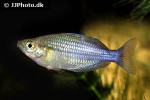 melanotaenia ogilbyi melanotaenia ogilbyi