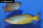 melanotaenia parkinsoni melanotaenia parkinsoni