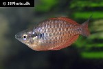 melanotaenia parva melanotaenia parva
