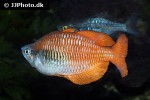 melanotaenia parva melanotaenia parva