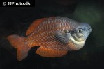 melanotaenia parva melanotaenia parva