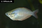 melanotaenia parva melanotaenia parva