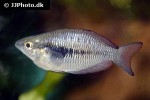 melanotaenia parva melanotaenia parva