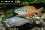 melanotaenia parva melanotaenia parva