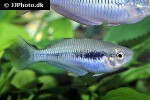 melanotaenia parva melanotaenia parva