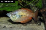melanotaenia parva melanotaenia parva